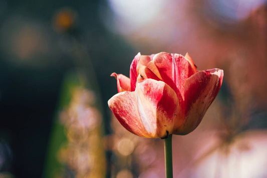 9 Beautiful Flowers That Look Like Poppies