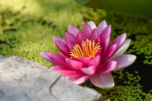 9种令人惊艳的莲花式鲜花