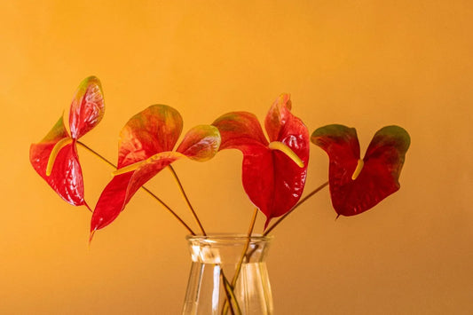9 Types Of Anthurium: A Guide To The Flamingo Flower For Your Home