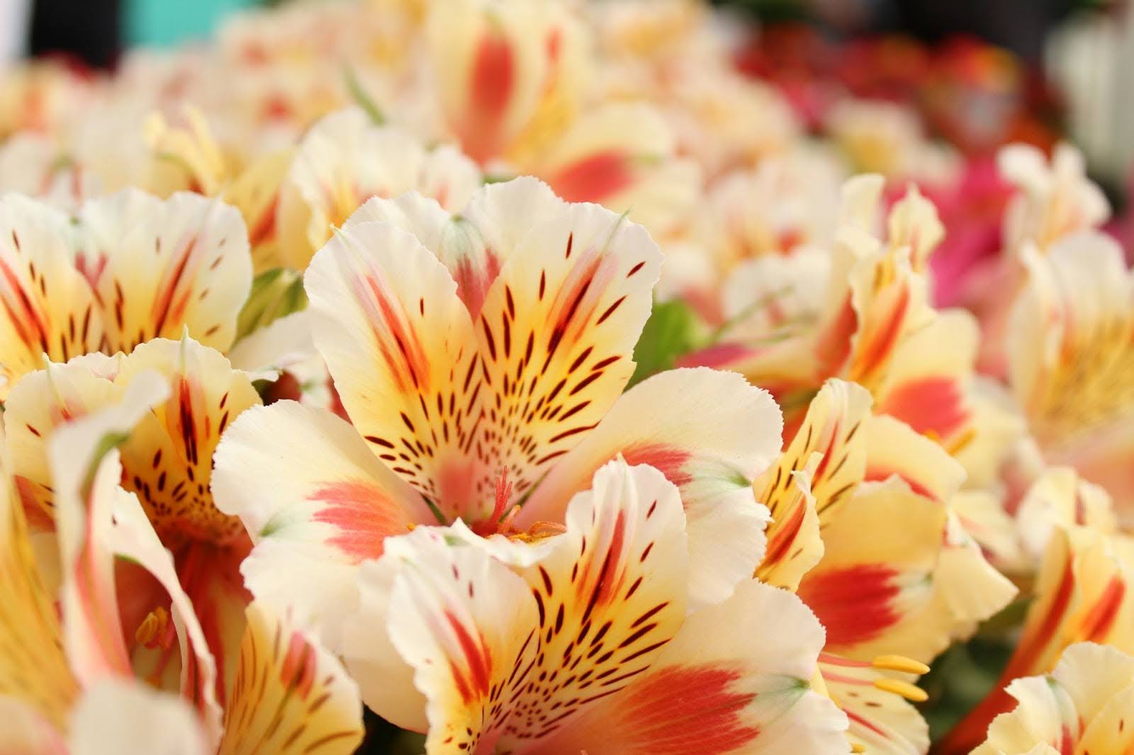 A Complete Guide On How To Care For Alstroemeria