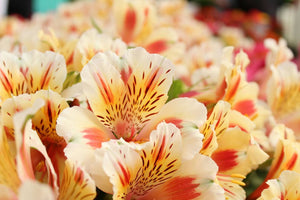 A Complete Guide On How To Care For Alstroemeria