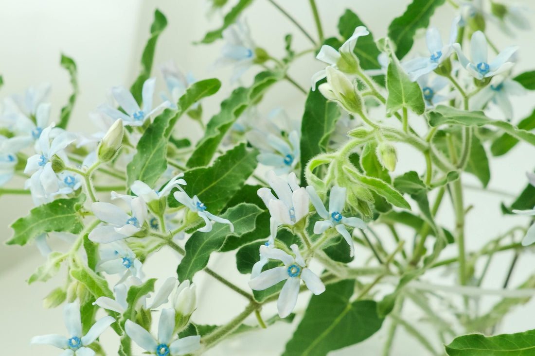 A Comprehensive Guide to the Types of Oxypetalum Flowers