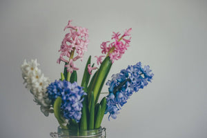 A Guide How Long Do Hyacinth Flowers Last