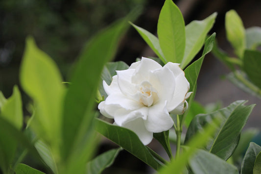 A Guide To 11 Different Gardenia Flowers