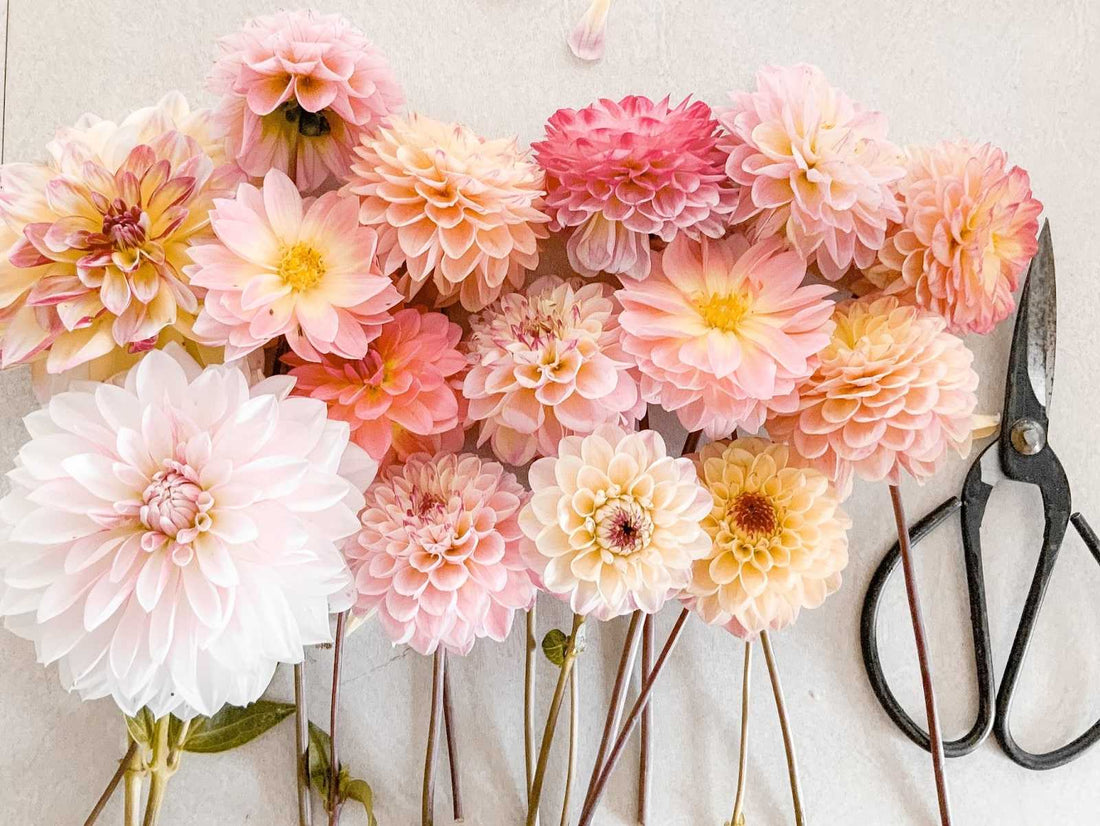 A Guide To 14 Types Of Dahlia Flowers
