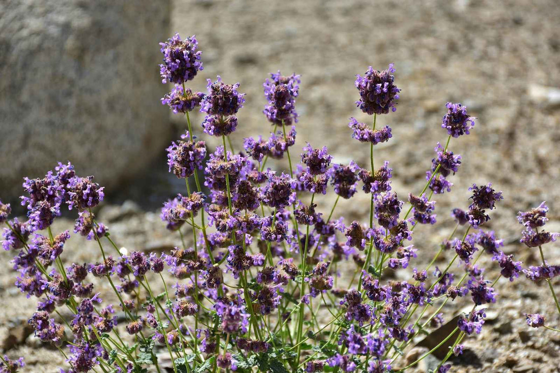 A Guide To 4 Different Types Of Lavender Flowers