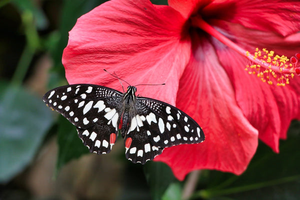 A Guide To 7 Flowers That Look Like Hibiscus