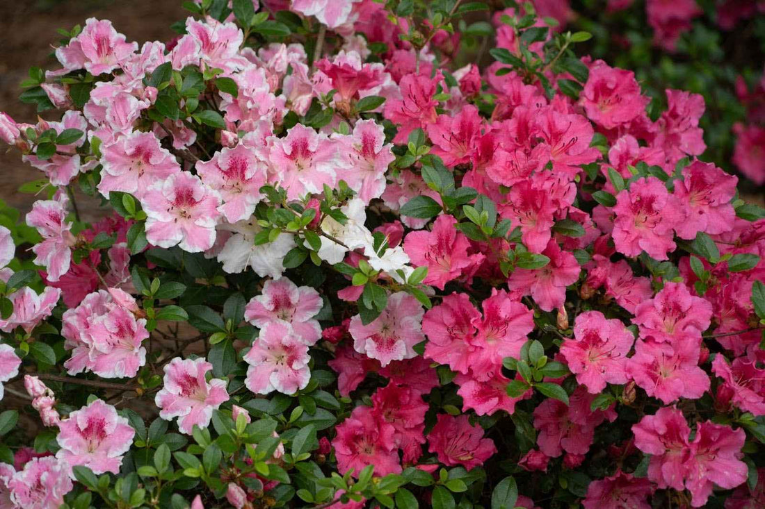 A Guide To Azalea Types: Understanding The Amazing Flower