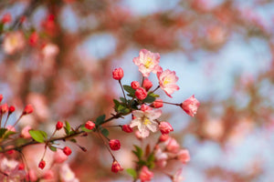 A Guide To How Long Begonia Flowers Lasts