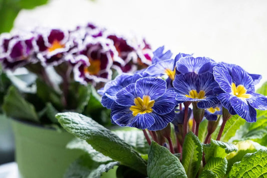 A Guide To How Long Cut Primroses Last And Tips To Extend Blooms