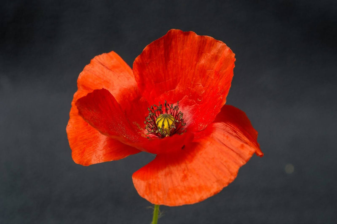 A Guide To How Long Do Poppy Flowers Last