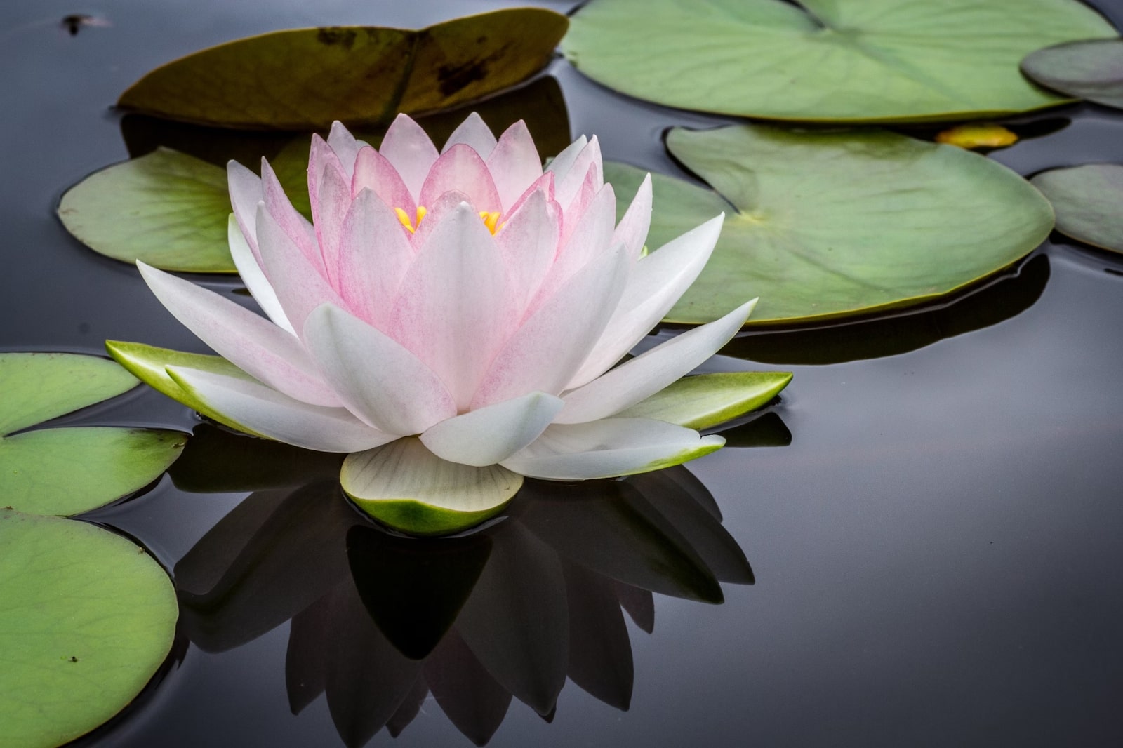 A Guide To Lotus Flower Meaning And Symbolism