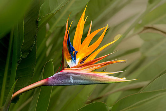 A Guide To The Bird Of Paradise Flower: Symbolism And Meaning