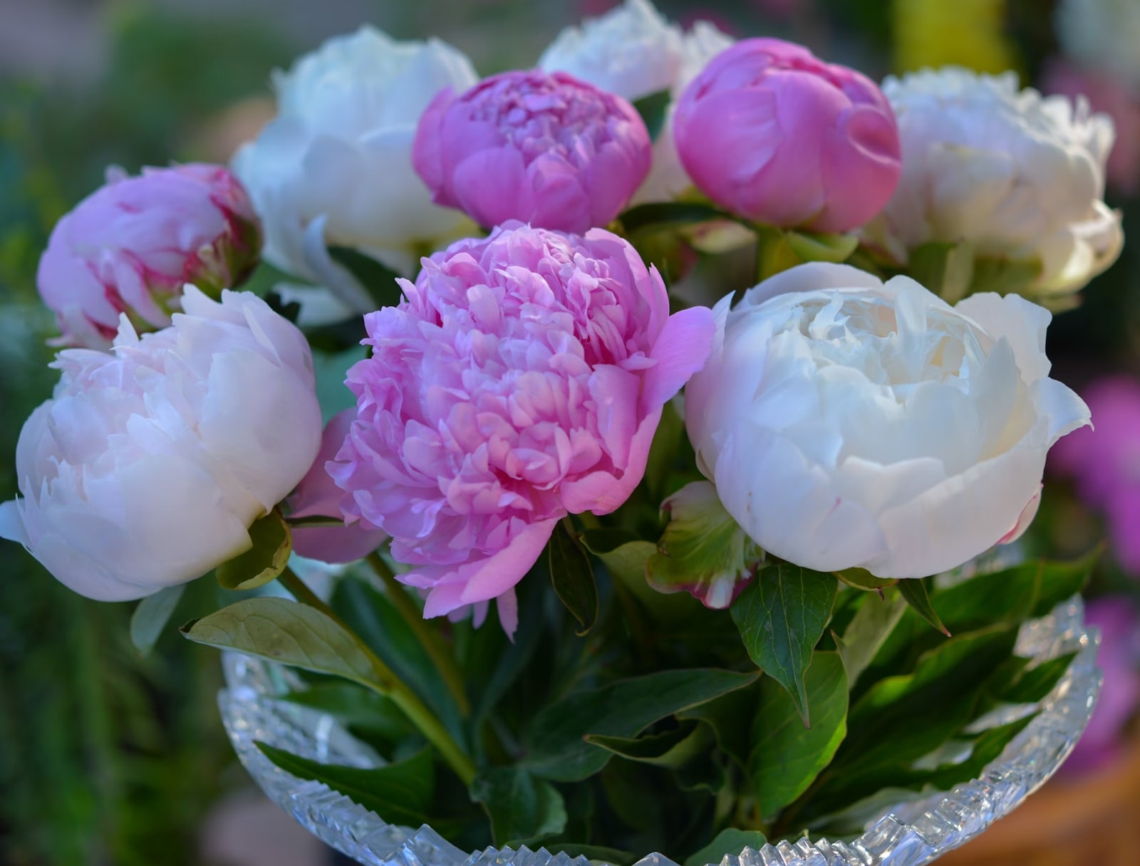 A Guide To What Season Do Peonies Bloom