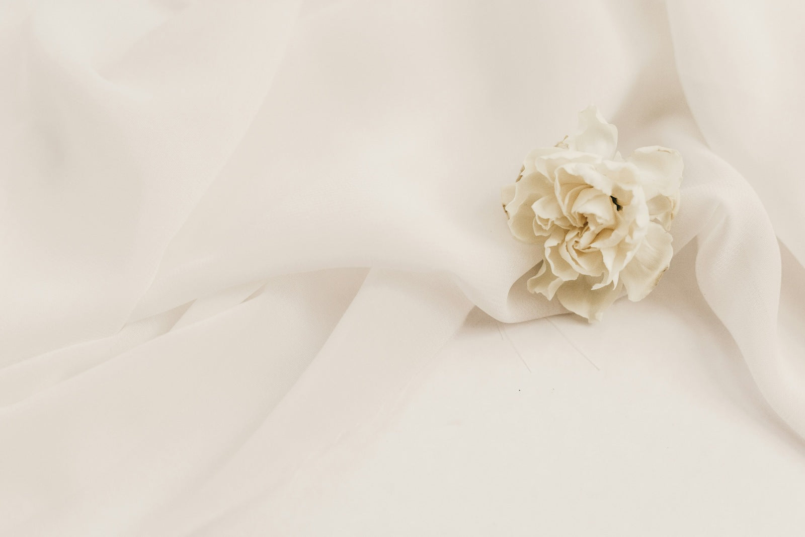 A Guide to 10 Flowers That Represent Grace and Elegance