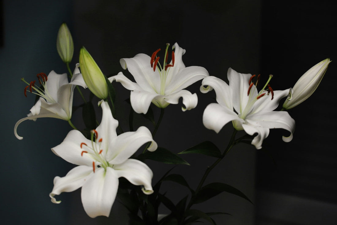 A Guide to 8 Stunning Flowers That Look Like Lilies