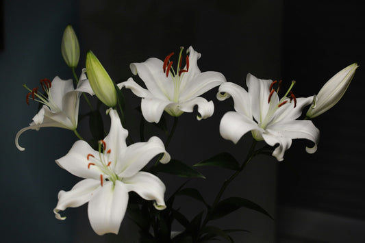 A Guide to 8 Stunning Flowers That Look Like Lilies