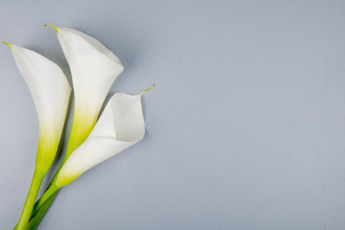 A Guide to the Elegant World of 8 Calla Lily Types