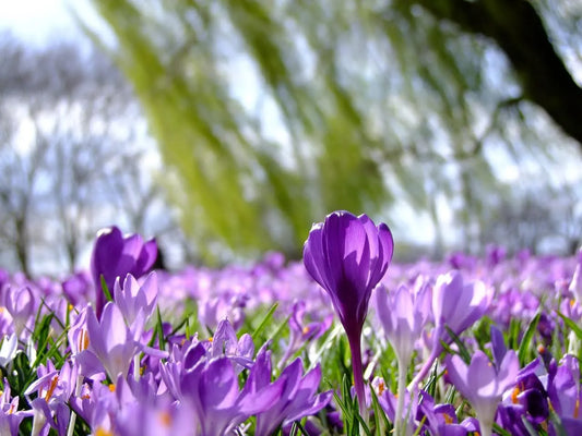 A Simple Guide To 7 Many Types Of Crocus Flowers