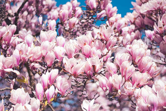 An Expert Guide On How Long Do Magnolia Flowers Last