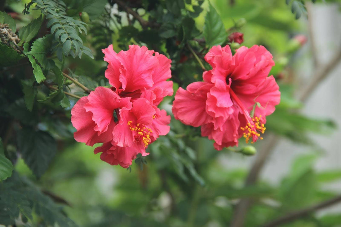 An Expert Guide To The Different Types Of Hibiscus Flower