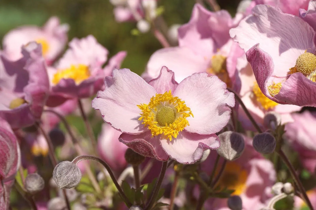 Anemone Flower Meaning And Its Timeless Beauty