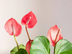 Anthurium Flower Meaning: A Symbol Of Hospitality And Love