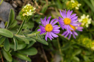 Aster Flower Care And How To Keep Them Flowering Longer