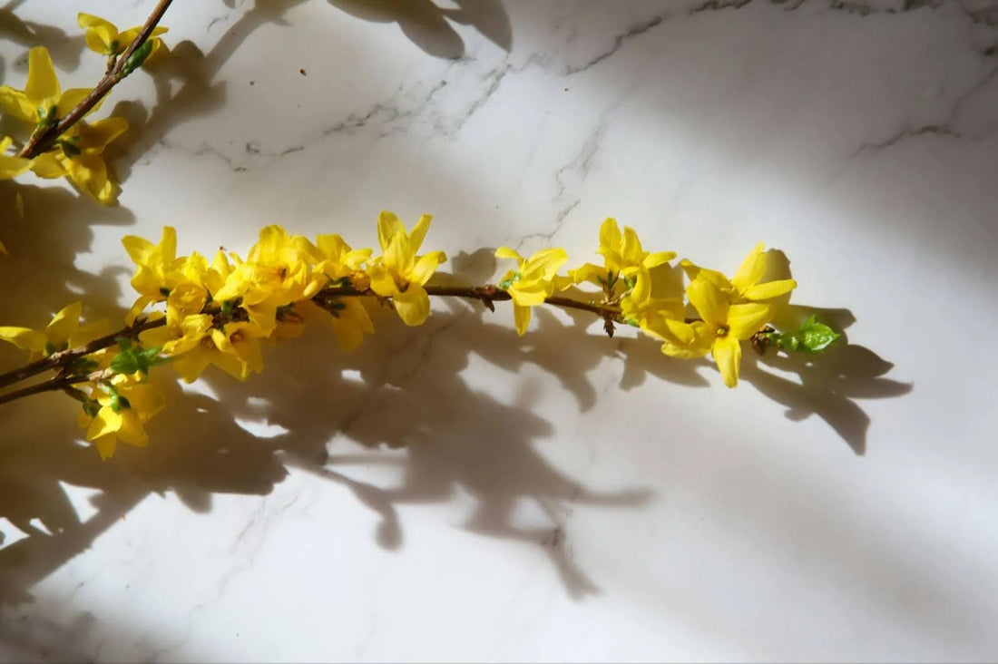 Care For Forsythia: How To Keep Your Golden Bells Fresh And Blooming