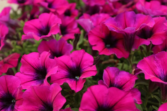 Caring For Your Petunia Flowers For Longer Lasting Blooms
