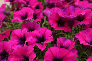 Caring For Your Petunia Flowers For Longer Lasting Blooms