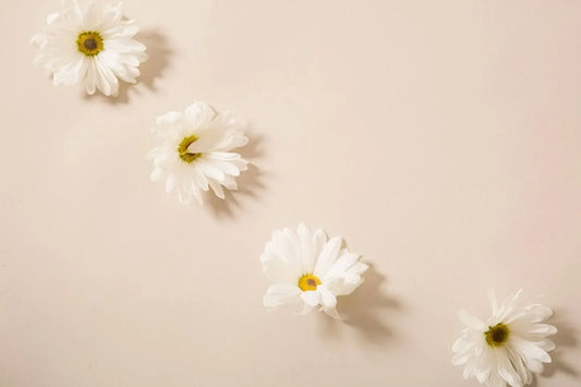 Chamomile Flower Meaning And Symbolism