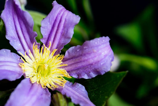 Clematis Flower Meaning: What This Bloom Represents