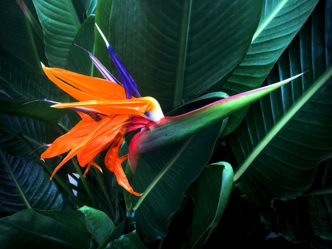 Comprehensive Guide to the Different Types of Bird of Paradise