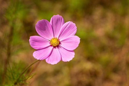 Cosmos Flower Care: How To Keep Your Bouquet Fresh And Beautiful
