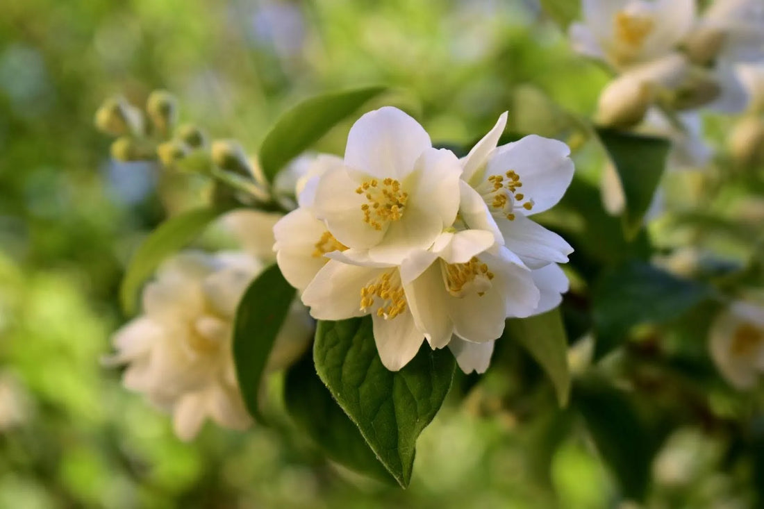 Discover How Long Cut Jasmine Flowers Last