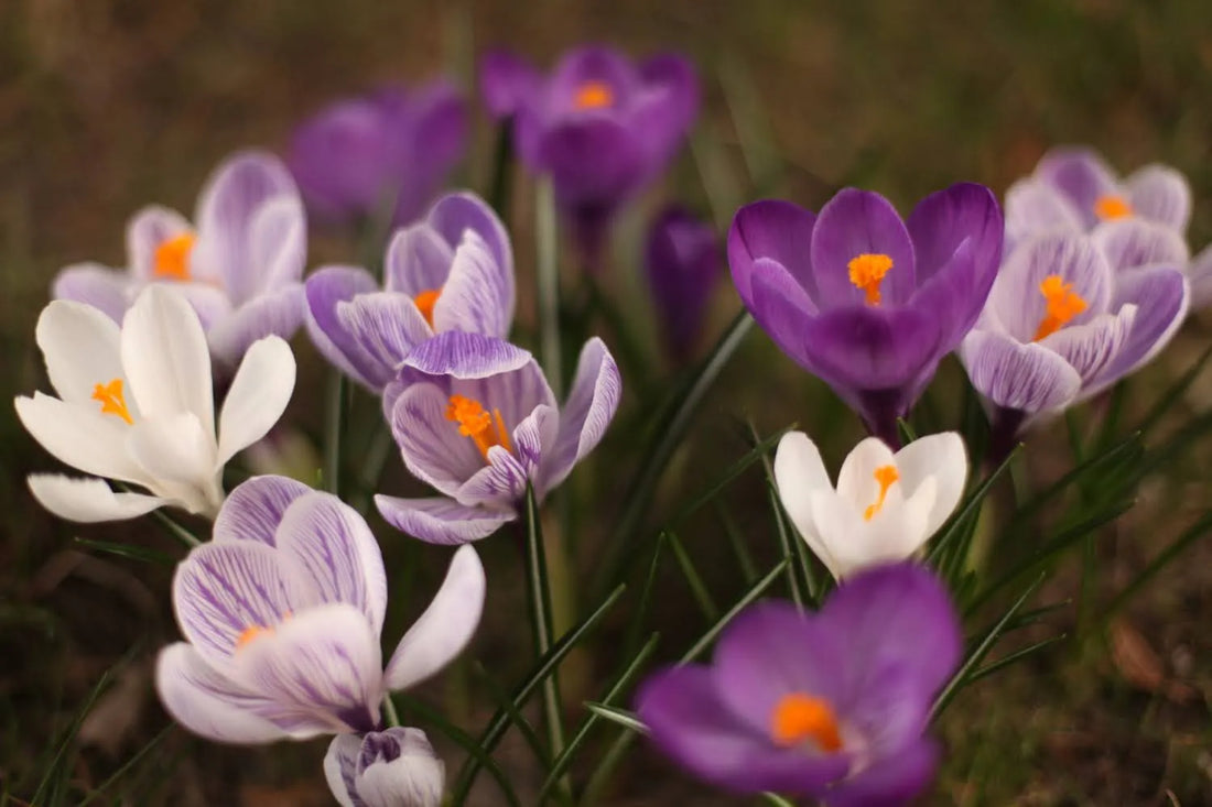 Discover The Crocus Flower Meaning And Its Hopeful Message