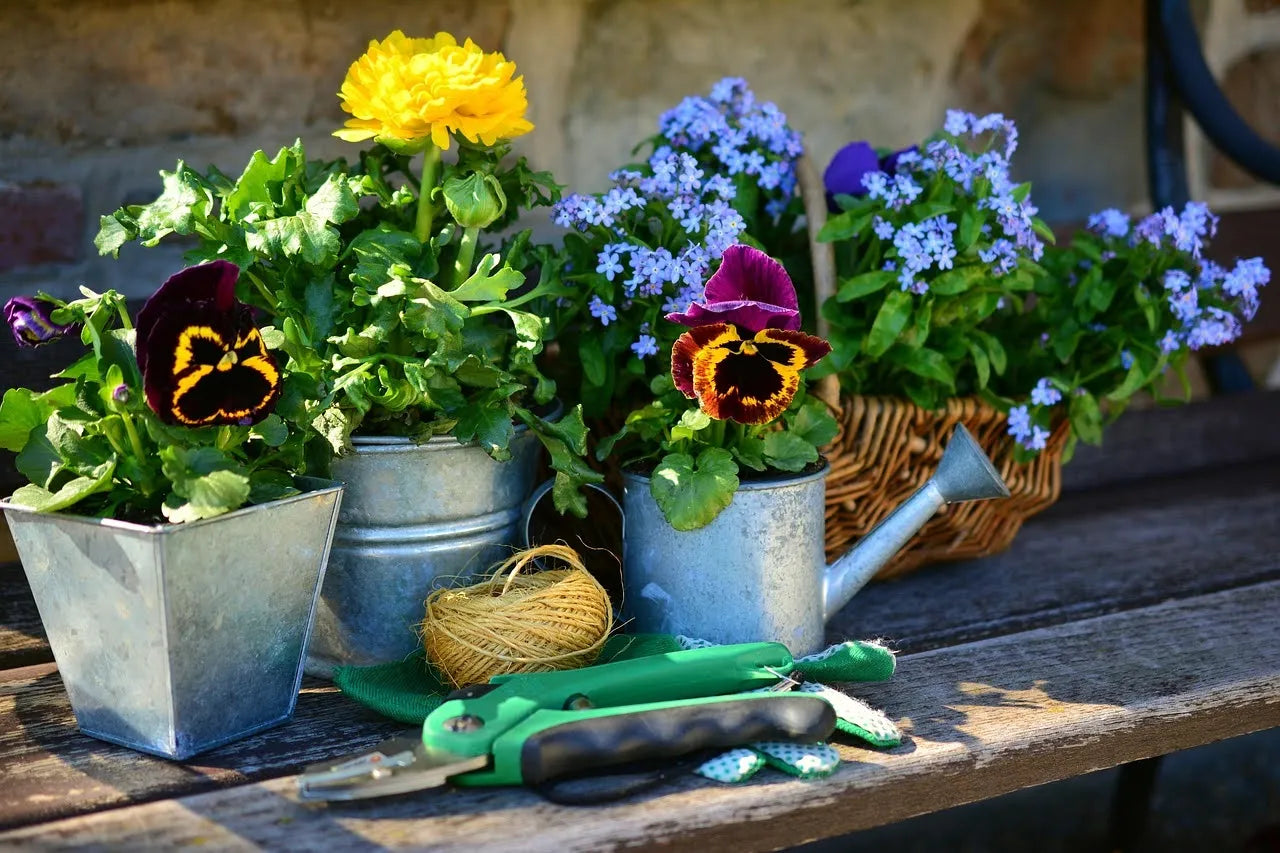 Easy Clematis Flower Care Tips for Vibrant Blooms All Season