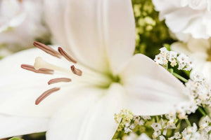 Expert Care For White Lily: Complete Guide To Keeping Fresh Blooms