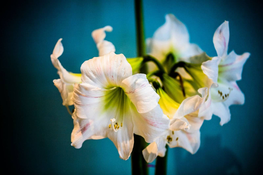 Expert Guide How To Take Care Of Amaryllis