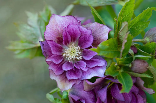 Expert Hellebore Care Tips For Stunning Winter Blossoms