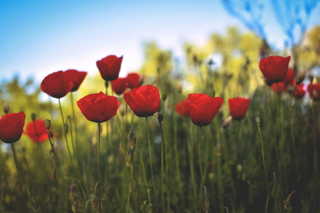 Famous Symbolism And Meaning Of Poppy Flowers