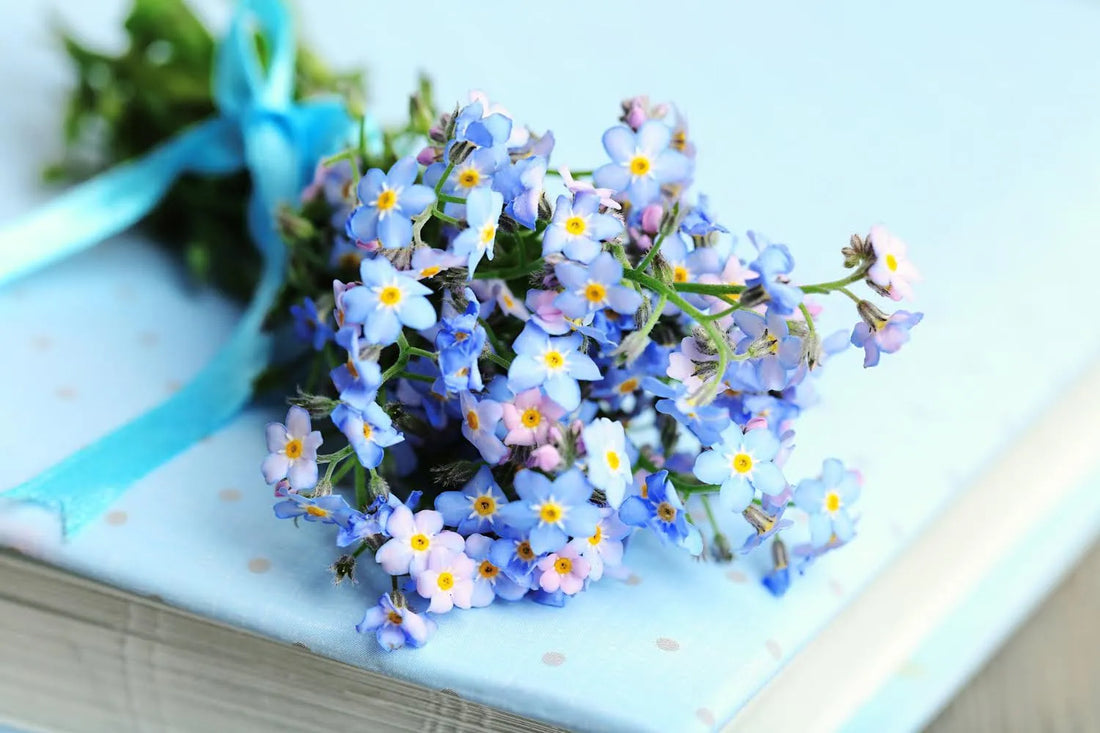 Forget Me Not Flower Types and Their Unique Characteristics