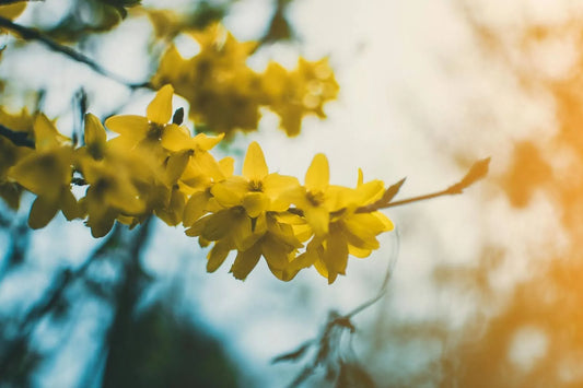 Forsythia Meaning: Symbolism And Spiritual Significance