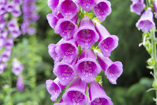 Foxglove Meaning And Its Role In Folklore And Gardens