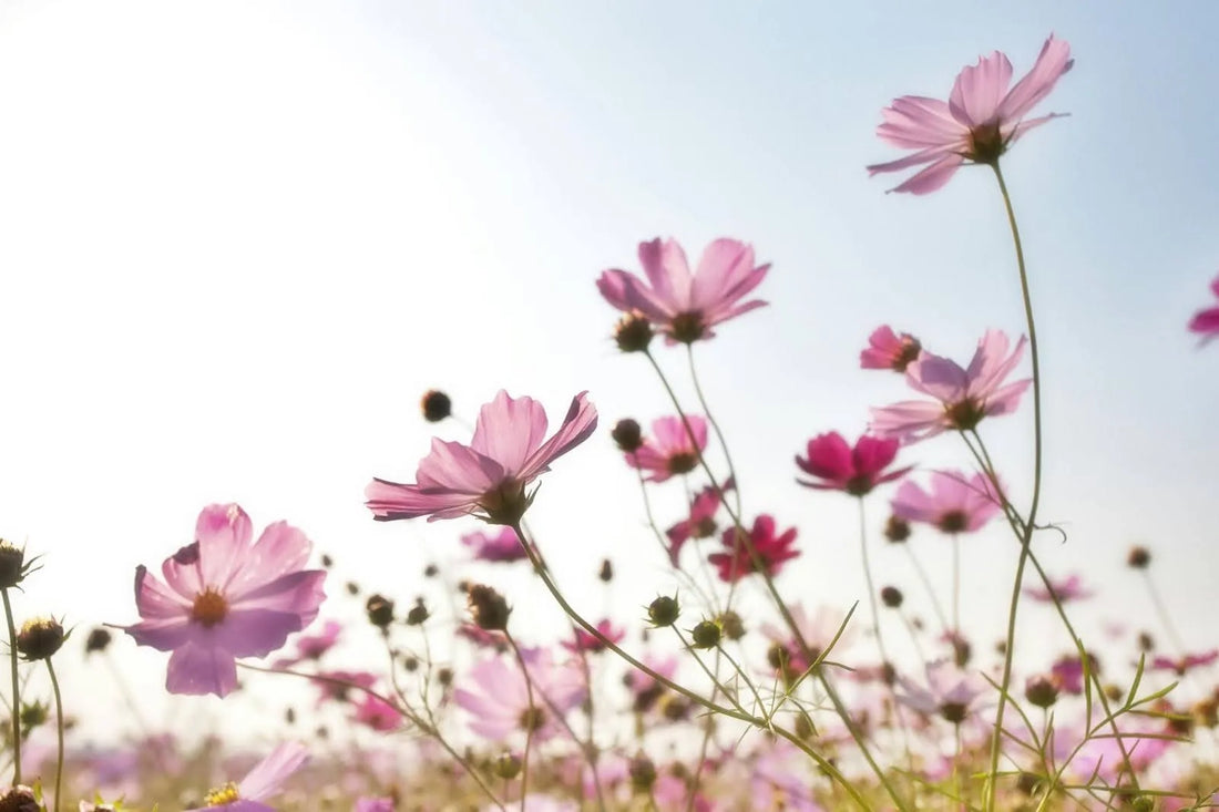 Guide To Cosmos Flower Meaning And Its Symbolism