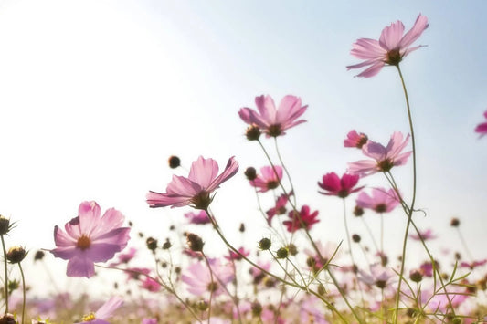 Guide To Cosmos Flower Meaning And Its Symbolism