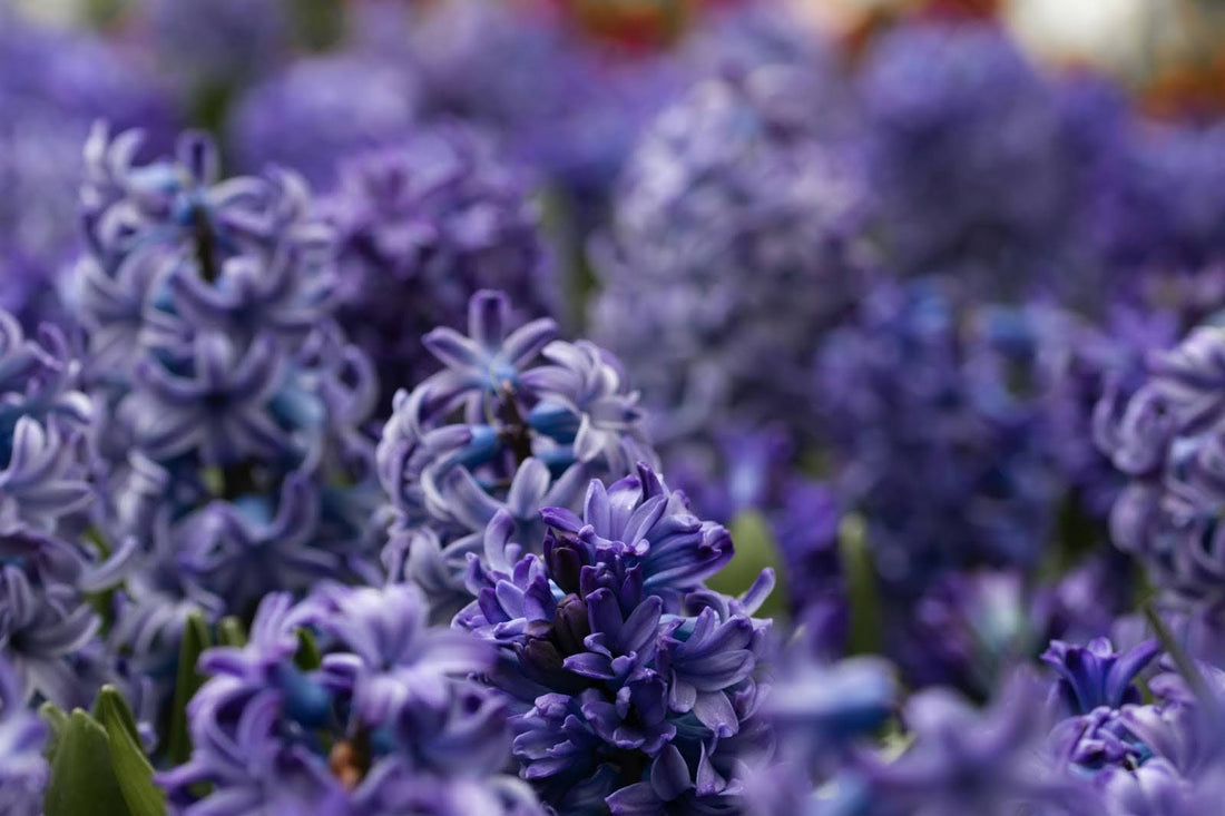 Guide To Hyacinth Flower Meanings And Symbolism