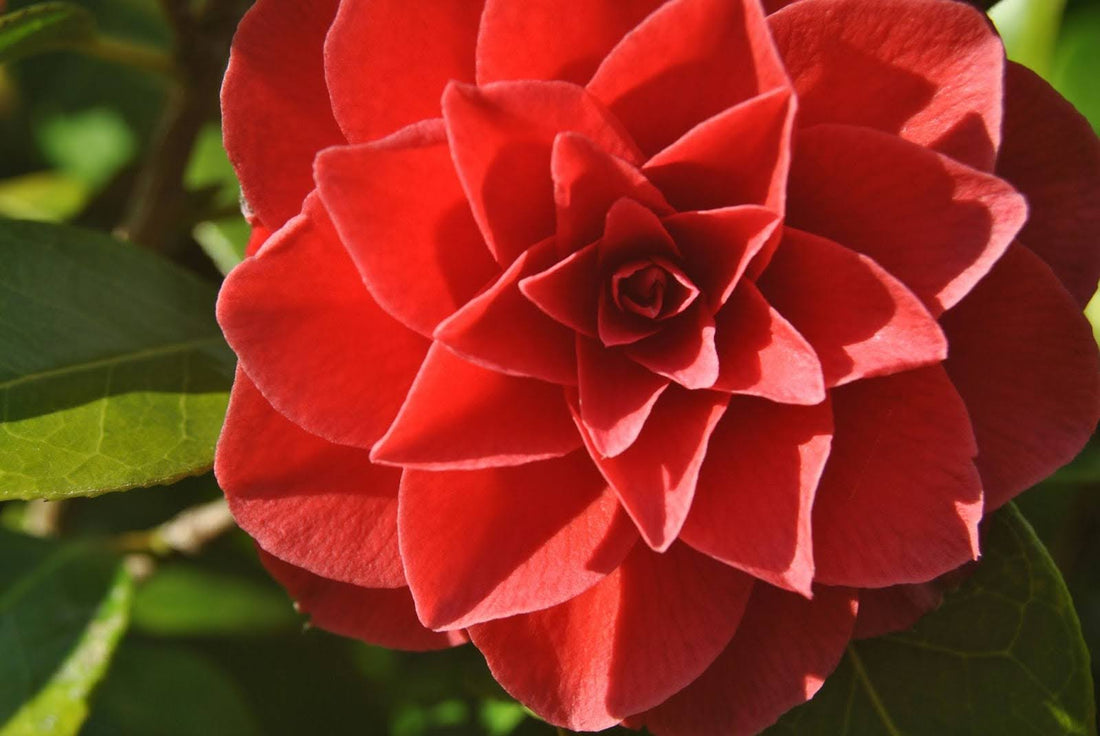 How Long Camellia Flowers Last