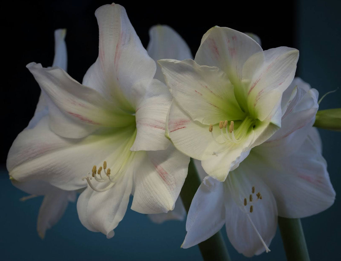 How Long Do Amaryllis Flowers Last? A Complete Guide Longer Blooms